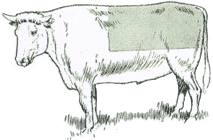 Brooks Cow